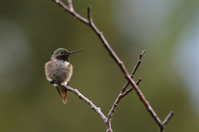 Broad-tailed Hummingbird - Marceline VandeWater